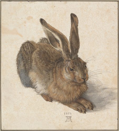 German:  Feldhase Young Hare — Albrecht Dürer